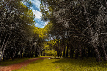 camino en el bosque 