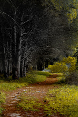 camino en el bosque 
