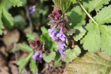  the first spring flowers in the old forest   