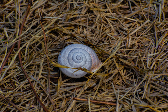 caparason de caracol en el suelo 