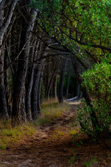 camino en el bosque 