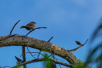 pájaro posado  en rama 
