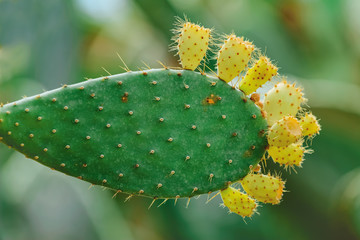 Opuntia, commonly called prickly pear