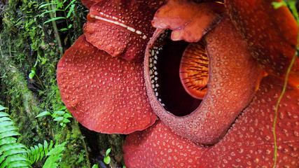 Rafflesia flower; the biggest flower in the world found in Malaysia, Southeast Asia