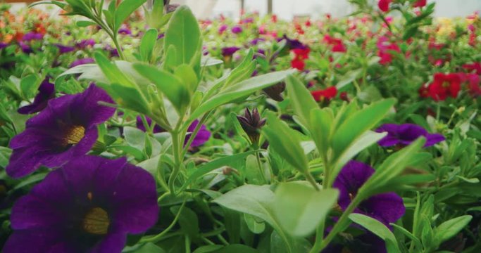 Slow motion alternative angle shot of fresh colorful flowers of primroses in a greenhouse in a sunny day.