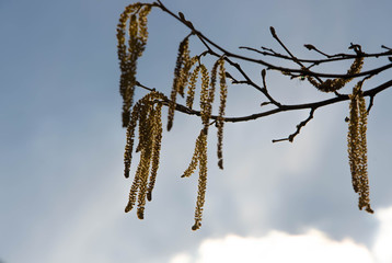 branches of a tree