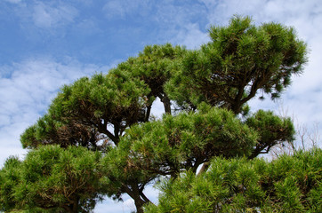 palm trees and blue sky