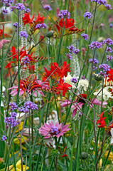 Naklejki  Zbliżenie na kolorową granicę kwiatową z krokosmią, werbeną i echinaceą