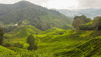 Overlooking the tea plantation in Cameron Highlands, Malaysia.