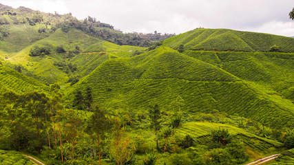 Tea plantation Cameron Highlands in Malaysia