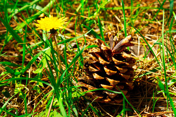  a cone and a dandelion in the grass