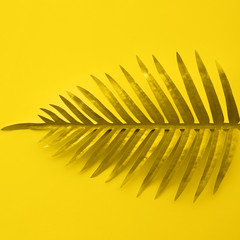 Obraz premium Gold color of tropical leaves,foliage plant space background.Abstract leaf decoration design