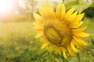 Obraz premium Golden sunflower in the field backlit by the rays of the setting sun