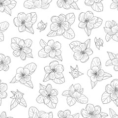 Seamless pattern of hand-drawn apple blossom, coloring page