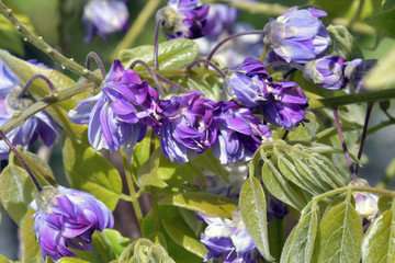 Il grappolo di fiori viola del glicine