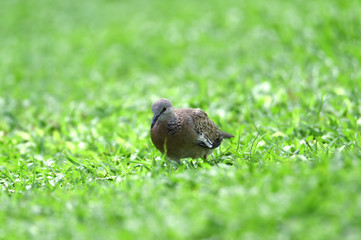 gray-haired turtle bird on the back and wings, with a little black hue on his shoulder