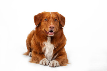 isolated studio portrait of red dog nova scotia duck tolling retriever at white background 