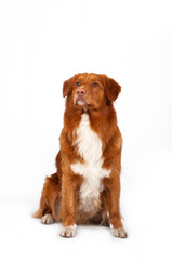 isolated studio portrait of red dog nova scotia duck tolling retriever at white background