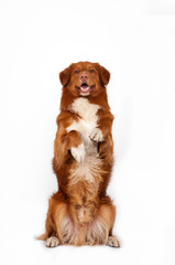 isolated studio portrait of red dog nova scotia duck tolling retriever at white background