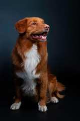 studio portrait of red dog nova scotia duck tolling retriever at black background