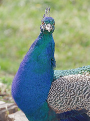 Beautiful peacock head