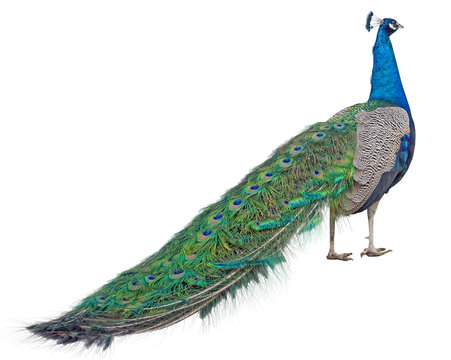 Peacock On White Background Images – Browse 44,625 Stock Photos ...