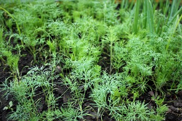 Obraz premium The young dill came up in the spring in the garden. Young fresh juicy green onions in the garden.