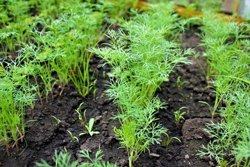 The young dill came up in the spring in the garden. Young fresh juicy green onions in the garden.