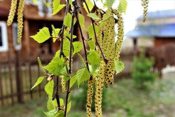  Young birches in early spring begin to release the leaves. Beautiful birch catkins dangle from...