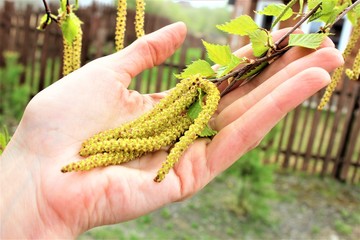  Young birches in early spring begin to release the leaves. Beautiful birch catkins dangle from...