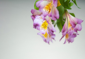 Banner with alstroemeria flowers on a white mirror background.