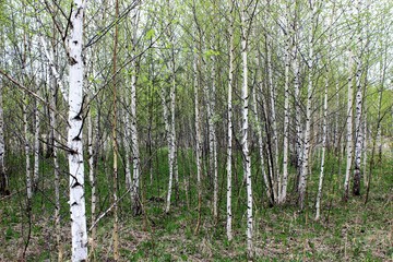  Young birches in early spring begin to release the leaves. Beautiful birch catkins dangle from...