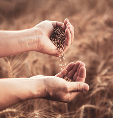 Man pours wheat from hand to hand on the background of wheat field