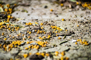 Gutted Mimosa flowers, small yellow crumbs, showered after flowering in March on the women's day on March 8. International women day. Lying on dry asphalt and concrete.