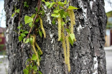  Young birches in early spring begin to release the leaves. Beautiful birch catkins dangle from delicate branches. Not a big birch grove of young trees.