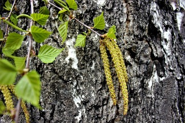  Young birches in early spring begin to release the leaves. Beautiful birch catkins dangle from...