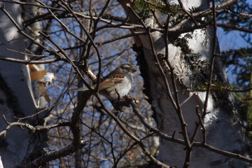 Bruant des plaines sur une branche de bouleau