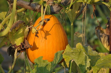 Butternut Squash on the Vine