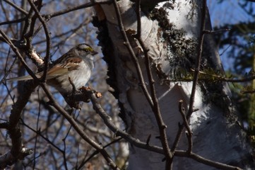 Bruant des plaines sur une branche de bouleau