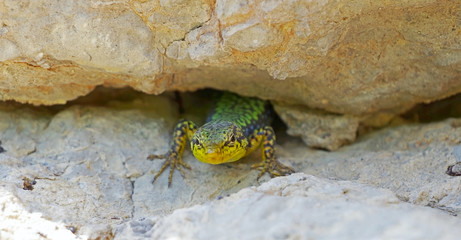 lizard basks in the sun