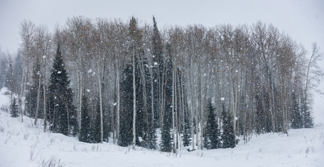 Winter snow falls on a forest of mixed Pine and Aspen trees on the ski slopes of the Steamboat Springs ski resort, in the Rocky Mountains of Colorado. 