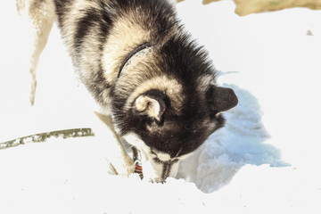 .Sobaka khaski hrayetʹsya v snihu v horakh karpatakh. Relaks i kayf.61/5000.Husky dog is played in the snow in the Carpathian mountains. Relax and buzz