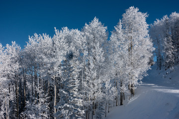 Frosted Pine and Aspen trees line the ski slopes of Steamboat Springs, in the Rocky Mountains of Colorado. 