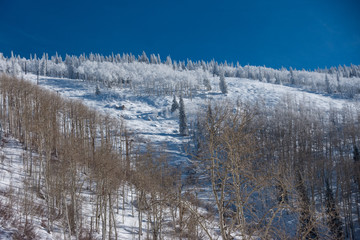View of the mountains and slopes of Steamboat Springs, in the Rocky Mountains of Colorado, lined by Pine and Aspen trees. 