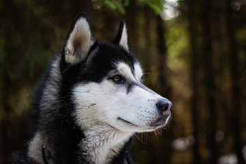 Husky dog walks in the Carpathian Mountains. Black and white dog. Mountains, forest, grass, river
