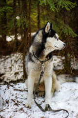 Husky dog walks in the Carpathian Mountains. Black and white dog. Mountains, forest, grass, river