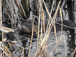animal
