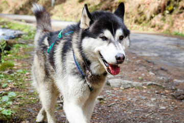 Husky dog walks in the Carpathian Mountains. Black and white dog. Mountains, forest, grass, river