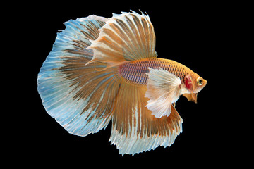 beautiful big ear betta splendens isolated on black background