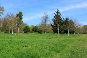 Fototapeta na wymiar Green trees and blue sky in Hever